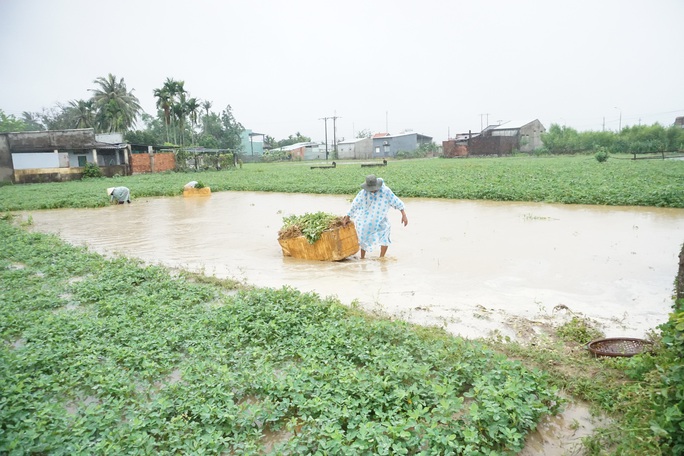 Mưa lớn bất thường gây thiệt hại nặng, nông dân Quảng Nam khóc ròng - Ảnh 7.