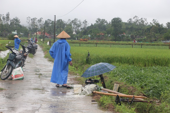 Mưa lớn bất thường gây thiệt hại nặng, nông dân Quảng Nam khóc ròng - Ảnh 9.