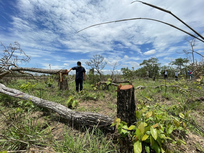 Khởi tố vụ án phá rừng lớn nhất ở Đắk Lắk - Ảnh 1.