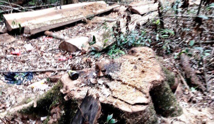 Điều tra vụ ngang nhiên phá rừng chiếm đất ở Lâm Đồng - Ảnh 6.