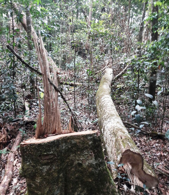 Điều tra vụ ngang nhiên phá rừng chiếm đất ở Lâm Đồng - Ảnh 7.