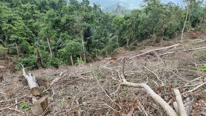 Rừng tự nhiên ở Quảng Trị bị tàn phá quy mô lớn - Ảnh 1.