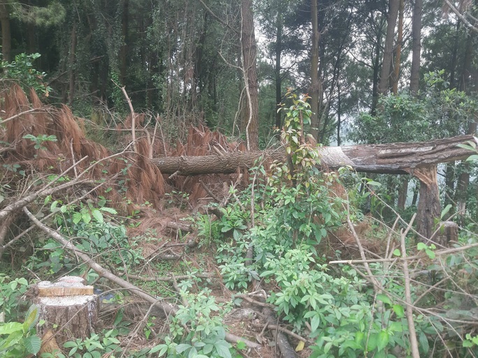 Cận cảnh rừng thông phòng hộ gần 30 năm bị chặt phá ngổn ngang - Ảnh 1.