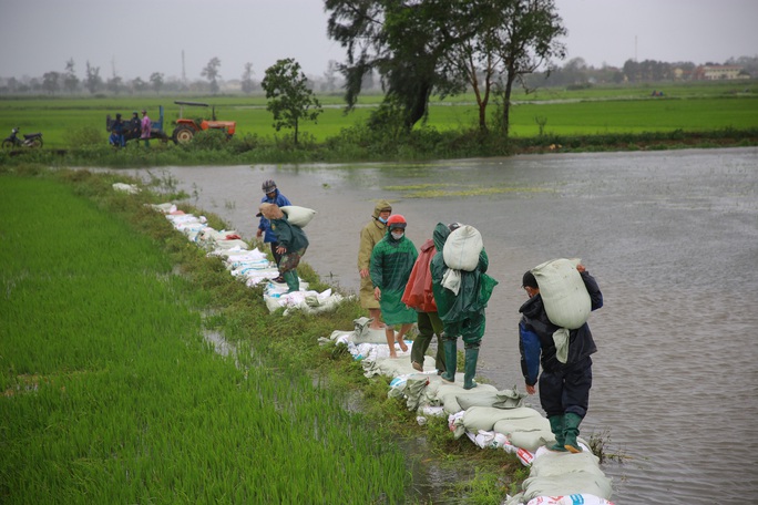 Người dân Quảng Trị chạy đua cứu hàng ngàn hecta lúa ngập úng - Ảnh 6.