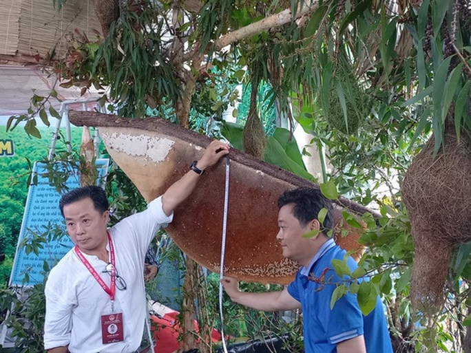 CLIP: Tổ ong ở U Minh Hạ lập kỷ lục lớn nhất Việt Nam - Ảnh 4.