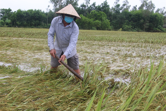 Dân Quảng Nam, Quảng Trị xót xa nhìn cảnh mưa lũ dị thường xóa đồng ruộng  - Ảnh 16.