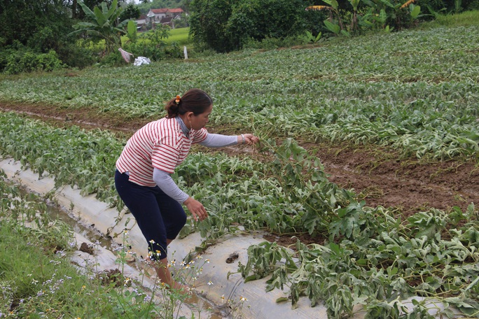Dân Quảng Nam, Quảng Trị xót xa nhìn cảnh mưa lũ dị thường xóa đồng ruộng  - Ảnh 12.