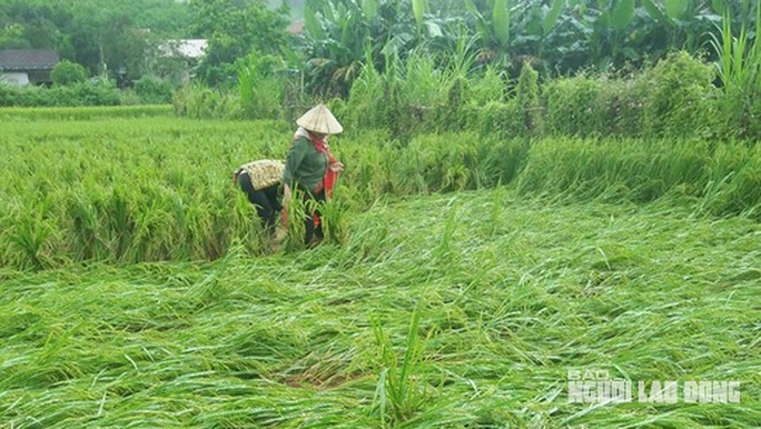 Quảng Bình: Nông dân điêu đứng vì gần 3.000 ha lúa vụ Đông - Xuân bị đổ rạp, lên mộng - Ảnh 4.