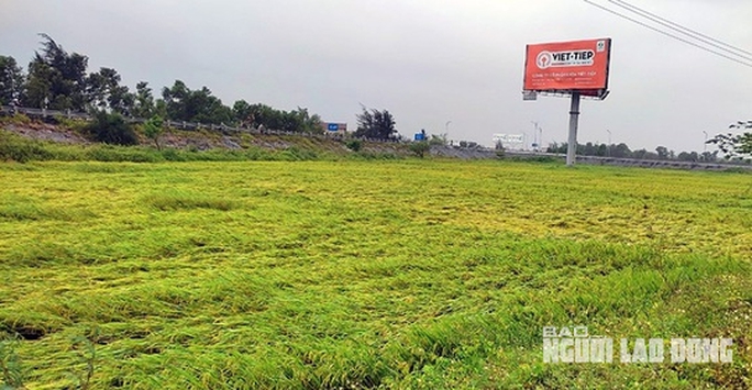 Quảng Bình: Nông dân điêu đứng vì gần 3.000 ha lúa vụ Đông - Xuân bị đổ rạp, lên mộng - Ảnh 1.