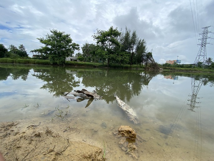 Lập đoàn kiểm tra nguyên nhân cá chết hàng loạt trên sông Bàu Giang - Ảnh 3.