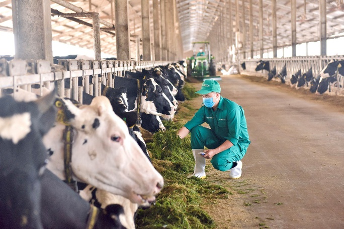 Mô hình phát triển bền vững Vinamilk Green Farm được chia sẻ tại hội nghị sữa toàn cầu - Ảnh 9.