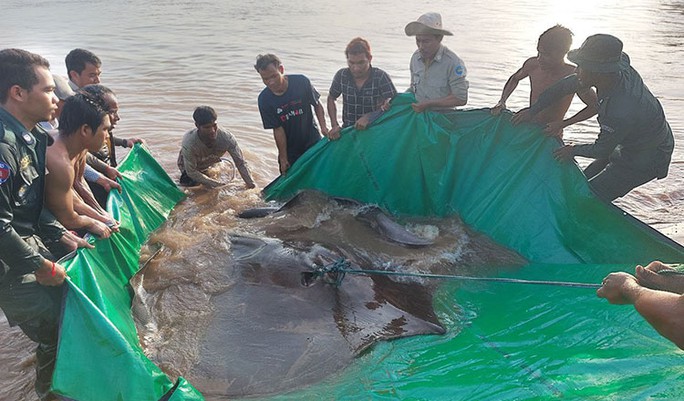 Campuchia: Bắt được cá nước ngọt lớn nhất thế giới trên sông Mê Kông - Ảnh 2.