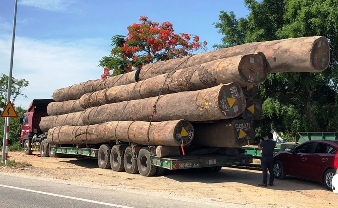 Xử phạt, buộc hạ tải xe đầu kéo chở hơn 83m3 gỗ lim - Ảnh 2.