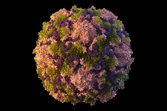 Mỹ: Bệnh biến mất 10 năm tái xuất do virus rơi ra từ vắc-xin sống? - Ảnh 1.