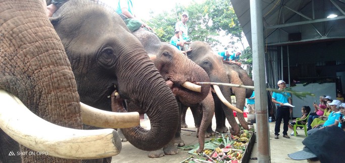 Mở tiệc buffet cho… voi! - Ảnh 1.