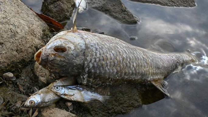 Hàng tấn cá chết bí ẩn, trôi dạt trên sông châu Âu - Ảnh 2.