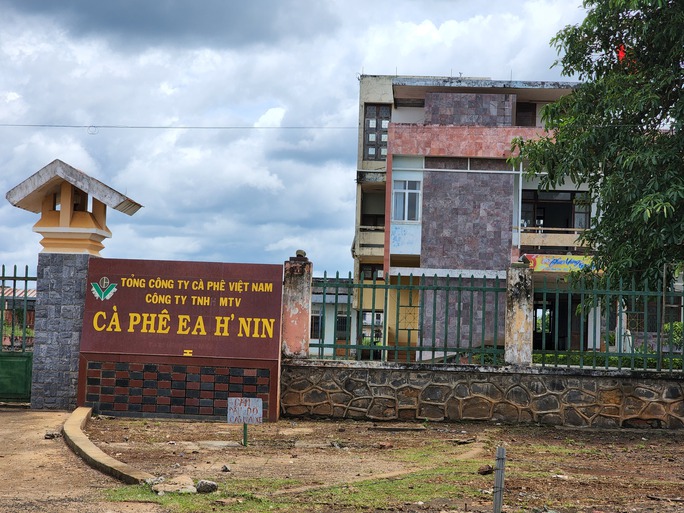 Mặc cho tỉnh chỉ đạo, công ty cà phê chây ì giải quyết chế độ  - Ảnh 1.