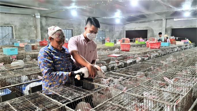 Đếm tiền tỉ nhờ thỏ New Zealand - Ảnh 1.