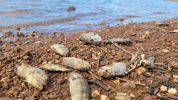 Cá chết bất thường tại hồ nước sạch cung cấp cho hàng ngàn hộ dân TP Hà Tĩnh - Ảnh 2.