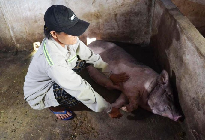 Quảng Ngãi: Lợn chết hàng loạt sau khi tiêm vắc-xin - Ảnh 1.