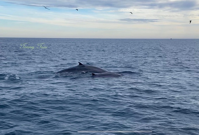 CLIP: Đàn cá voi xanh liên tục xuất hiện ở vùng biển Bình Định - Ảnh 2.