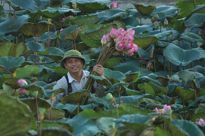 People in Uncle Ho's hometown are well off thanks to growing lotus - Photo 3.