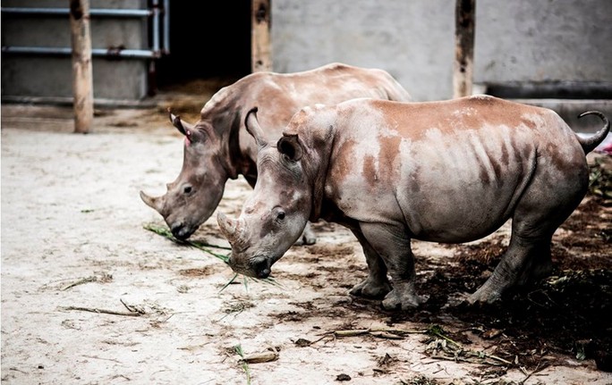 6 con tê giác chết bất thường tại Khu sinh thái Mường Thanh Diễn Lâm - Ảnh 1.