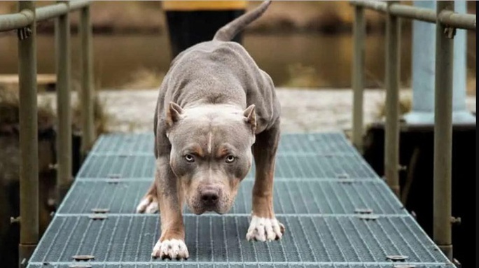 Vụ xua chó Pitbull cắn hàng xóm: Khởi tố cả chủ chó lẫn nạn nhân - Ảnh 2.