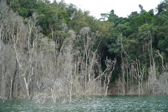 Khởi tố vụ hàng chục ha rừng chết tức tưởi khi thủy điện tích nước - Ảnh 4.