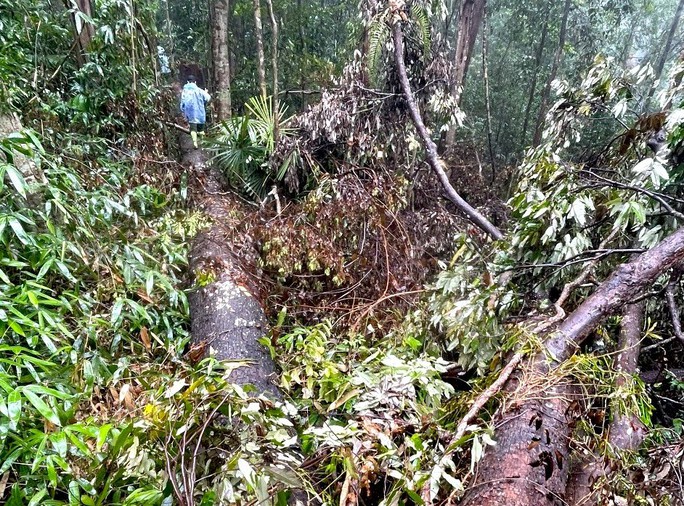 Phát hiện vụ phá rừng khủng khiếp ở Kon Tum - Ảnh 4.