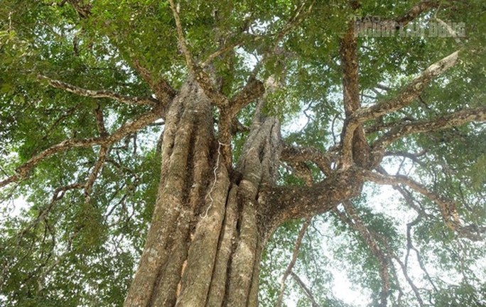 Cụ cây 300 năm tuổi ở Thanh Hóa được công nhận là cây di sản Việt Nam - Ảnh 4.