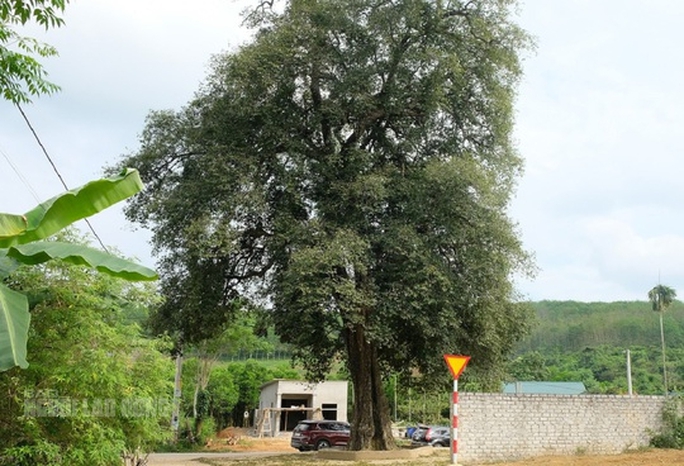Cụ cây 300 năm tuổi ở Thanh Hóa được công nhận là cây di sản Việt Nam - Ảnh 1.
