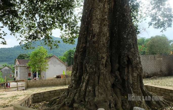 Cụ cây 300 năm tuổi ở Thanh Hóa được công nhận là cây di sản Việt Nam - Ảnh 2.