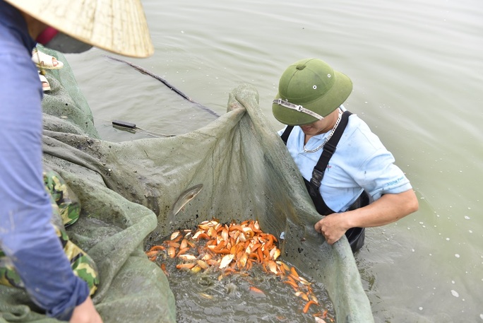 Vựa cá chép đỏ ở xứ Thanh tất bật chuẩn bị phương tiện cho ông Công, ông Táo về trời - Ảnh 2.