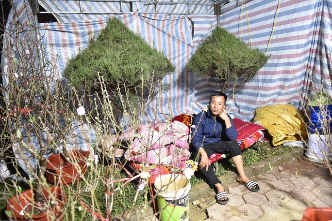 Dựng lều ngủ vỉa hè trong giá lạnh bán cây ngày Tết - Ảnh 2.