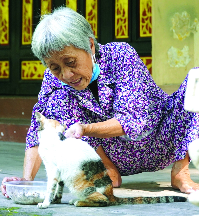 Mèo hoang không cơ nhỡ