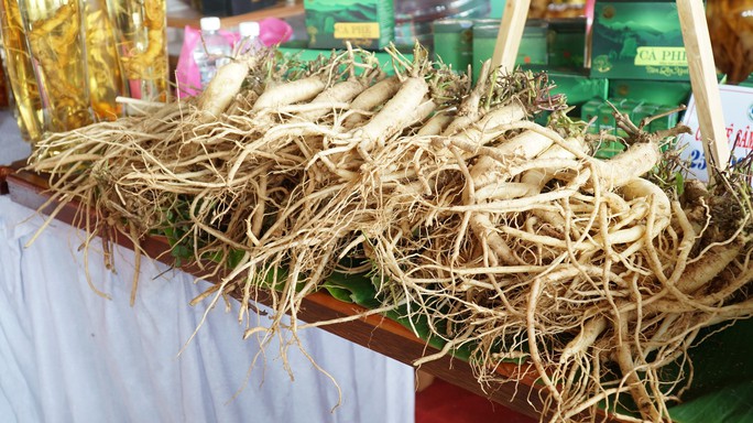Nhiều kỳ vọng ở phiên chợ sâm Ngọc Linh - Ảnh 7.