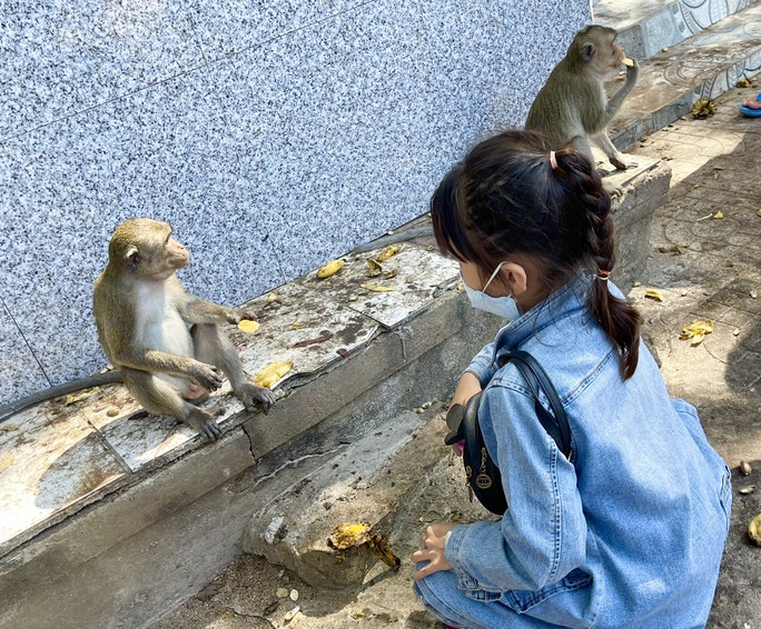 Hình ảnh hàng trăm con khỉ chọn cửa chùa làm nơi nương náu  - Ảnh 6.