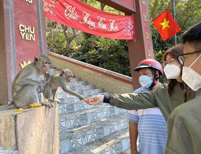 Hình ảnh hàng trăm con khỉ chọn cửa chùa làm nơi nương náu  - Ảnh 5.