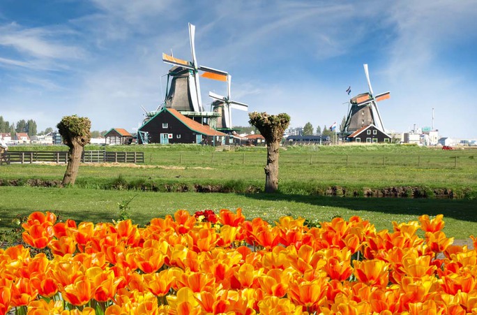 Cùng Vietravel đến Hà Lan khi mùa hoa tulip đẹp nhất! - Ảnh 1.