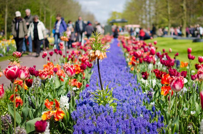 Cùng Vietravel đến Hà Lan khi mùa hoa tulip đẹp nhất! - Ảnh 2.