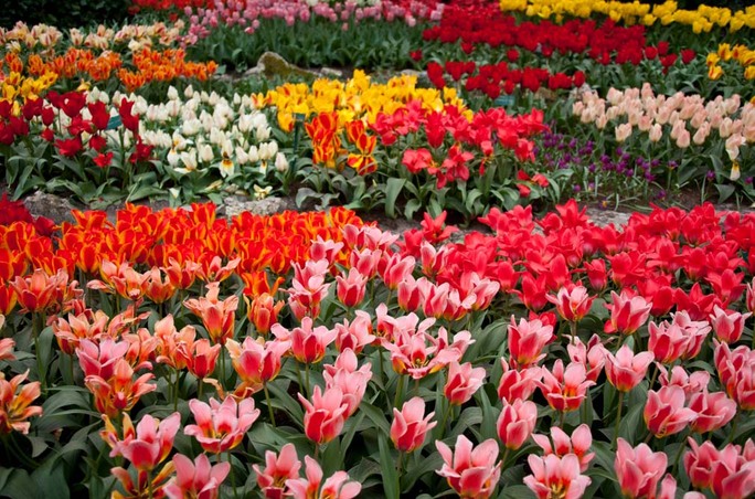 Cùng Vietravel đến Hà Lan khi mùa hoa tulip đẹp nhất! - Ảnh 3.