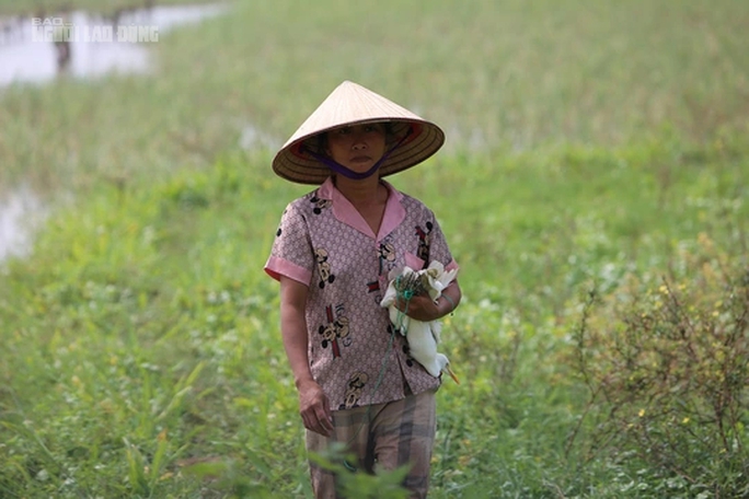 Bẫy tàn sát chim trời lại tràn lan trên các cánh đồng ở Thanh Hóa - Ảnh 8.