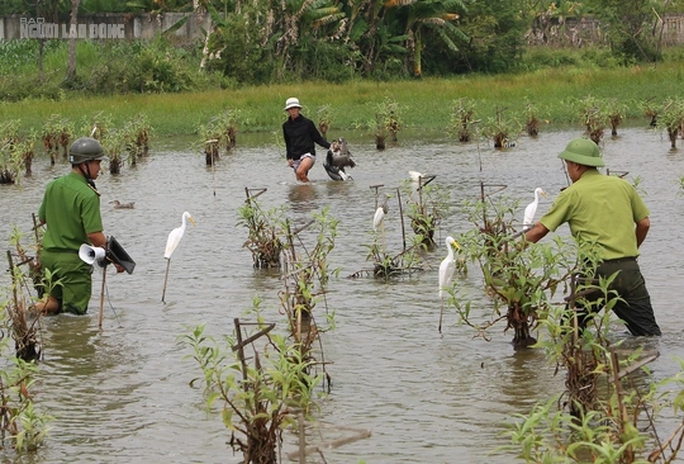 Bẫy tàn sát chim trời lại tràn lan trên các cánh đồng ở Thanh Hóa - Ảnh 5.