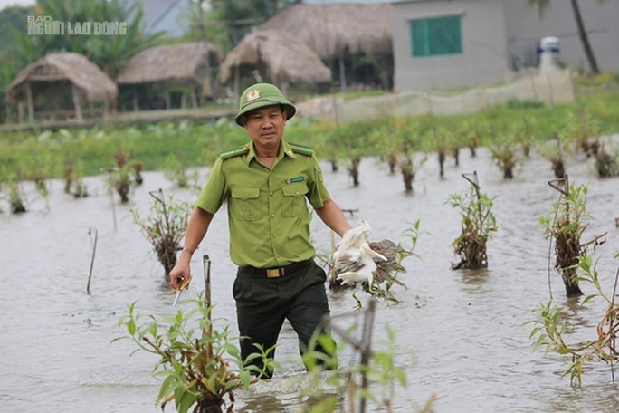 Bẫy tàn sát chim trời lại tràn lan trên các cánh đồng ở Thanh Hóa - Ảnh 7.