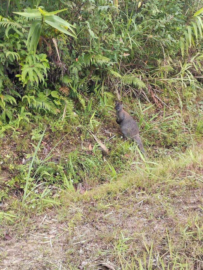 Bất ngờ phát hiện 3 con chuột túi nặng hơn 10 kg ở Cao Bằng - Ảnh 1.