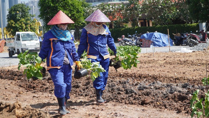 TP HCM khoác áo mới cho bờ Đông sông Sài Gòn - Ảnh 5. TP HCM khoác áo mới cho bờ Đông sông Sài Gòn - Ảnh 5.