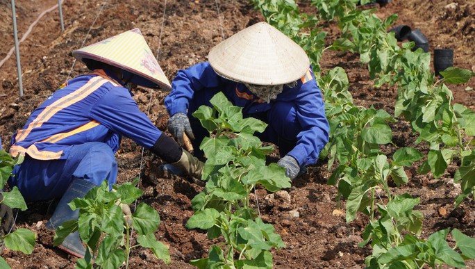 TP HCM khoác áo mới cho bờ Đông sông Sài Gòn - Ảnh 3. TP HCM khoác áo mới cho bờ Đông sông Sài Gòn - Ảnh 3.