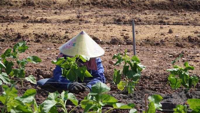 TP HCM khoác áo mới cho bờ Đông sông Sài Gòn - Ảnh 15. TP HCM khoác áo mới cho bờ Đông sông Sài Gòn - Ảnh 15.