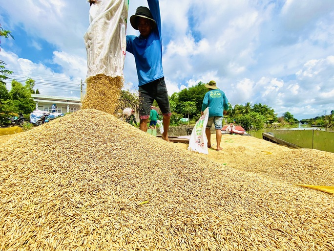 Giá gạo Việt Nam tăng quá cao chưa hẳn là lợi thế - Ảnh 3.